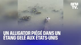 Aux États-Unis, un alligator survit dans un étang gelé 