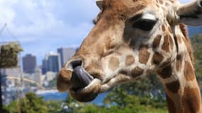 A Angers, 1.700 foyers seront bientôt chauffés grâce au fumier de vache et de girafe.