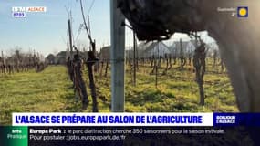 L'Alsace veut promouvoir son terroir au salon de l'Agriculture