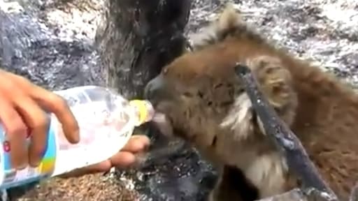 Les koalas sont menacés par l'incendie.