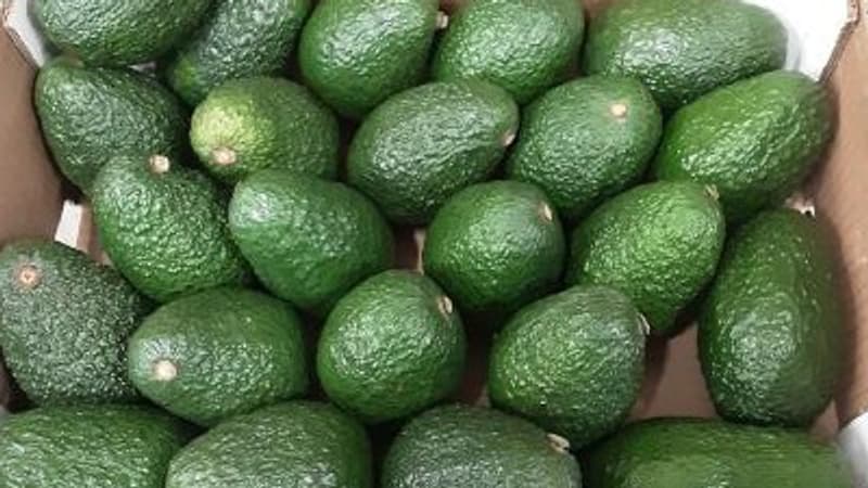 Ces avocats vendus chez Lidl sont contaminés au plomb et au cadmium: ne les mangez plus