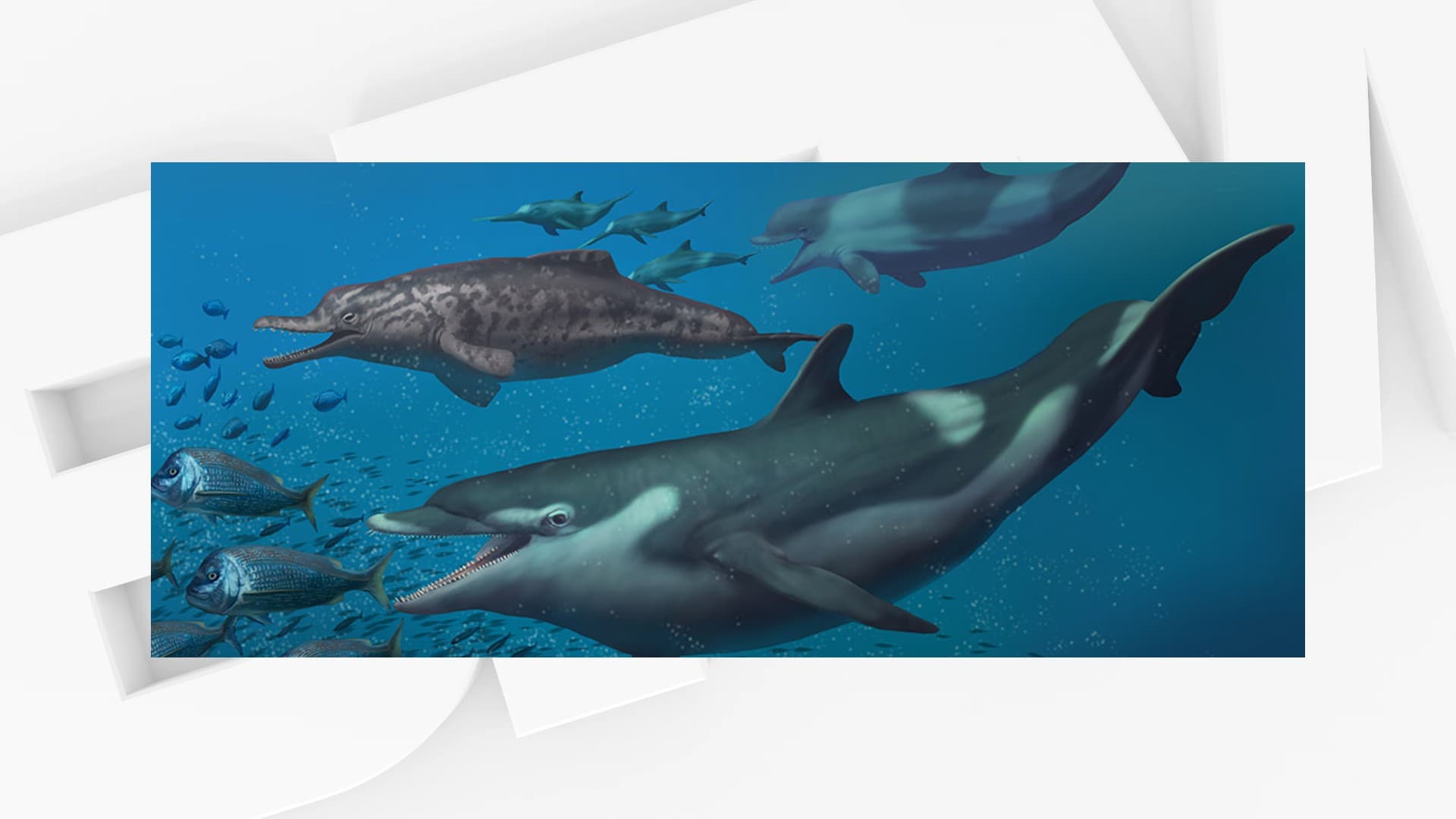 Des espèces de dauphins vivant il y a 20 millions d'années identifiées en Suisse - BFMTV