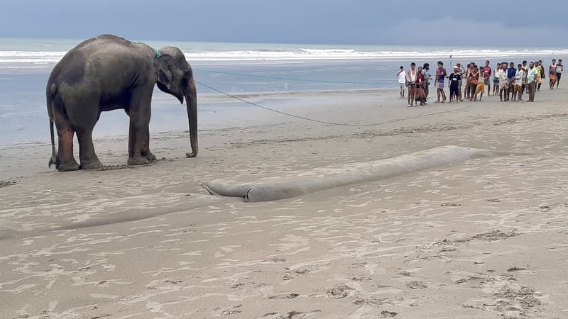 Un éléphant rescapé sur une plage du Bangladesh (photo d'illustration)