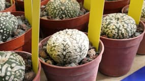 56 cactus-oursins ont été saisis à Marne-la-Vallée fin juillet 2023.