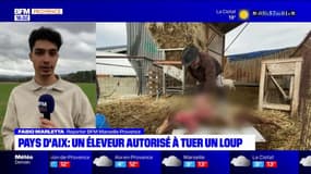 Pays d'Aix: un éleveur autorisé à tuer un loup par la préfecture