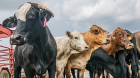 Image d'illustration de vaches, ici en Lousiane en septembre 2021