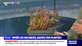 Les conseils pour sauver vos plantes après les vacances 