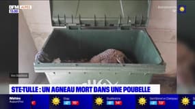 Alpes-de-Haute-Provence: un agneau retrouvé mort dans une poubelle à Sainte-Tulle