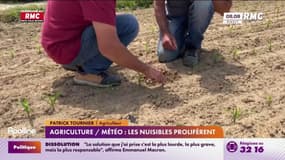 Agriculture: Les nuisibles prolifèrent dans les champs