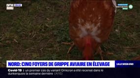 Nord: cinq foyers de grippe aviaire en élevage détectés au cours des deux dernières semaines
