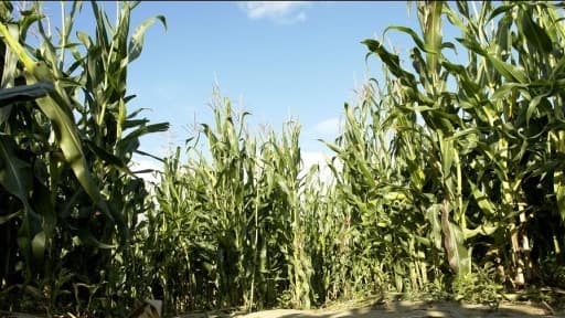 Le maïs OGM TC1507 du groupe américain Pioneer, va être autorisé à la culture dans l'UE.