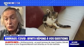 Les animaux peuvent-ils être porteurs du Covid-19 et le retransmettre ? BFMTV répond à vos questions