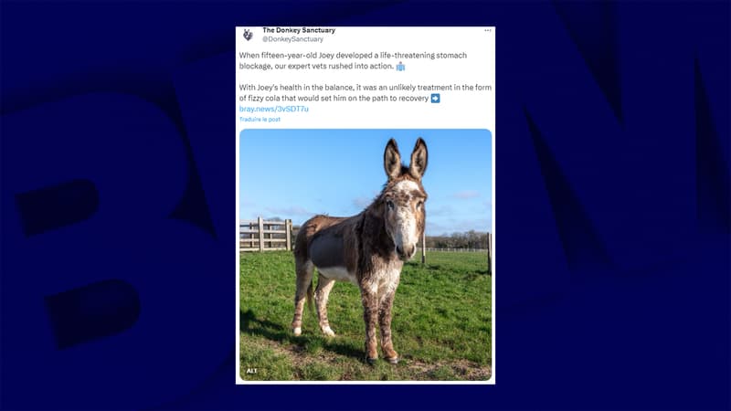 L'âne Joey, du sanctuaire de Devon (Angleterre), guéri après l'ingestion de litres de cola