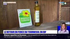 Île-de-France: le retour en force du tournesol