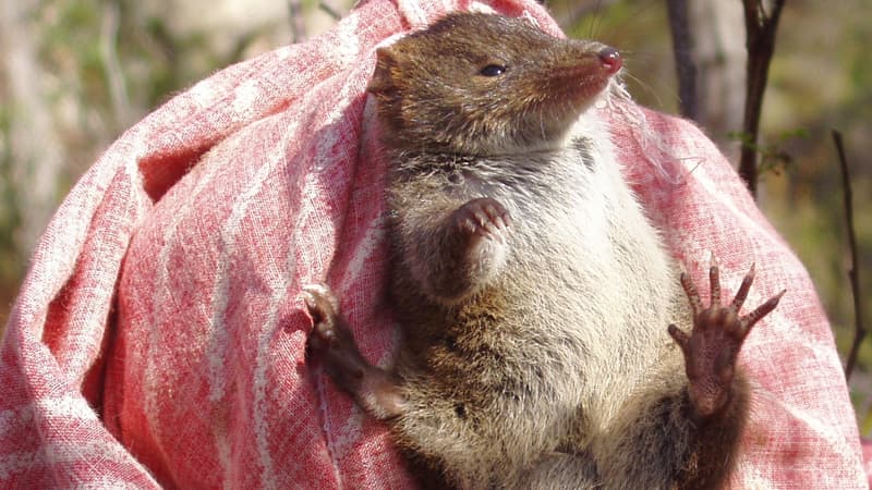 Deux nouvelles espèces d'antechinus, ont été découvertes en Australie.