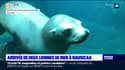 Boulogne-sur-Mer: Nausicaá accueille deux lionnes de mer en provenance du parc Asterix