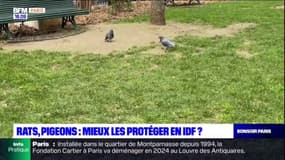 Île-de-France: des associations souhaitent la protection des animaux liminaires