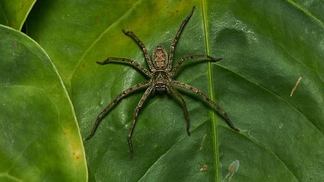 L'Heteropoda venatoria est une espèce d'araignée originaire des régions tropicales du monde, et elle est présente dans certaines zones subtropicales en tant qu'espèce introduite (photo d'illustration).