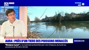 31% des poissons menacés en Auvergne-Rhône-Alpes