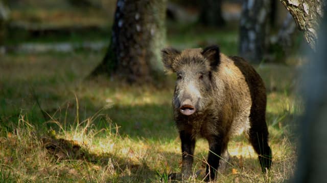 La provenance de ces cinq bêtes n’est pas connue.