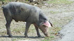 La patrimoine génétique du cochon est proche de celui du porc.