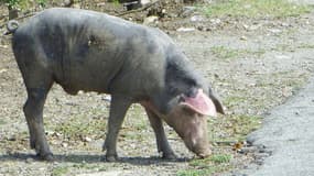 La patrimoine génétique du cochon est proche de celui du porc.