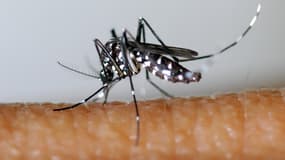 Le moustique tigre (Aedes albopictus) est vecteur de la dengue.