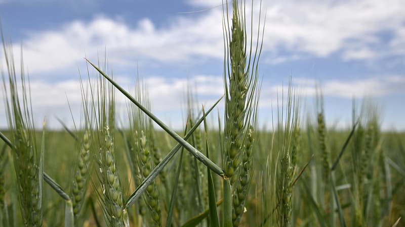 Un champ de blé dans la région d'Odessa. (Photo d'illustration)