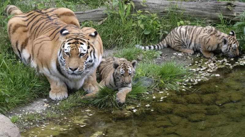 Tigres dans un zoo allemand en mai 2017