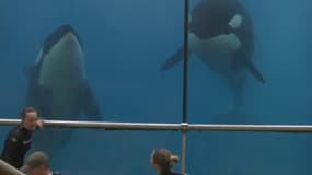 Marineland : les résultats d'une expertise sur les conditions de vie des mammifères marins