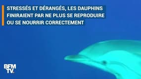 Stressés et dérangés, les dauphins seraient menacés par les touristes en Méditerranée