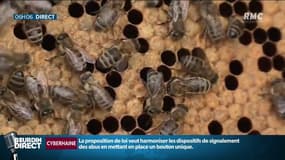 Haute-Loire: un couple entre la vie et la mort après avoir été attaqué par des milliers d'abeilles "enragées"
