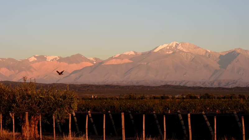 "Exporter vers la France n'est pas facile, vous êtes les meilleurs": les Argentins sont dans le top 5 mondial du vin et ont leur stratégie pour nous convaincre d'en boire (même s'ils n'attendent rien de "l'accord Mercosur")