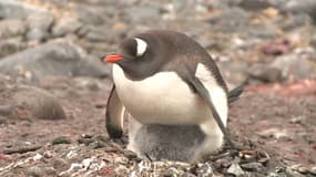Un pingouin en Antarctique, le 11 avril 2016