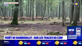 Début de la saison du brame du cerf en forêt de Rambouillet