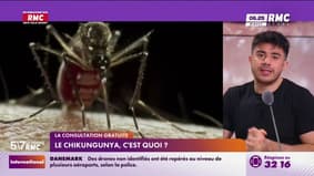 La consultation gratuite - Le Chikungunya, c'est quoi? 