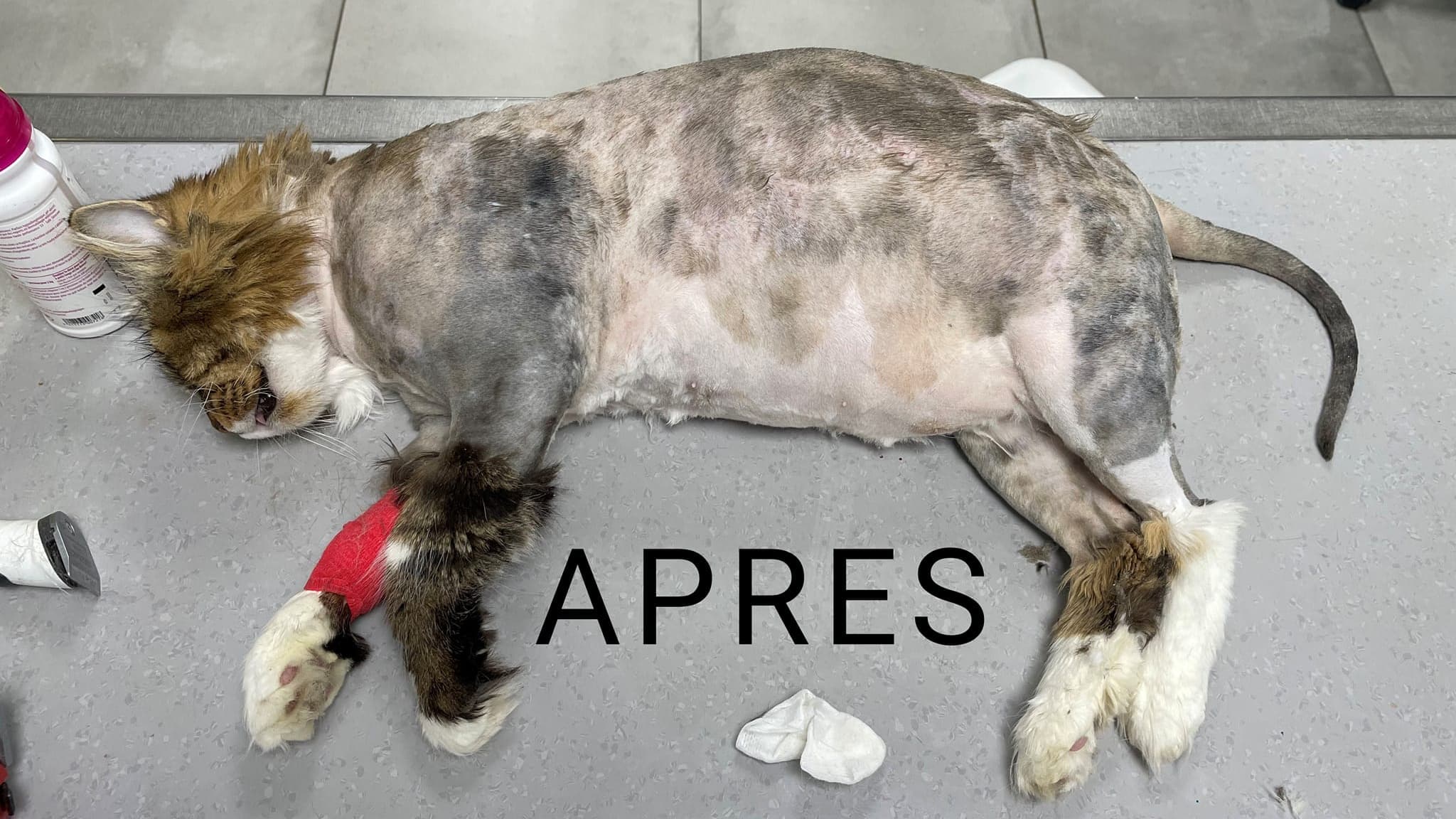 Le chat après rasage de son amas de poils.