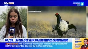 Alpes du Sud: la chasse aux galliformes suspendue