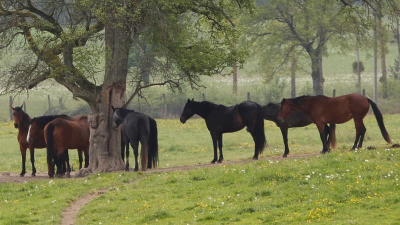 Des chevaux dans un champ, image d'illustration.