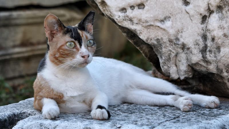 Un chat se repose sur une des colonnes de l'agora romaine à Athènes en Grèce, le 6 août 2018. (Photo d'illustration)