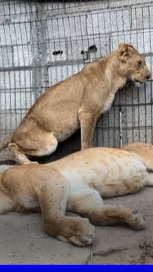 Gaza: les animaux du zoo sont aussi victimes du manque de nourriture