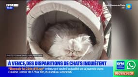 Vence: des disparitions de chats inquiètent les habitants