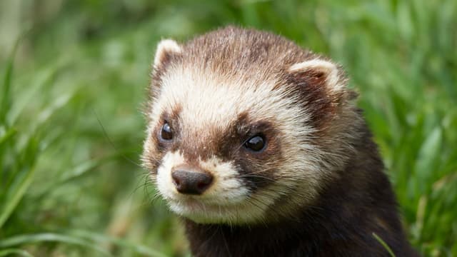 Le Putois Bientot Un Mammifere Protege