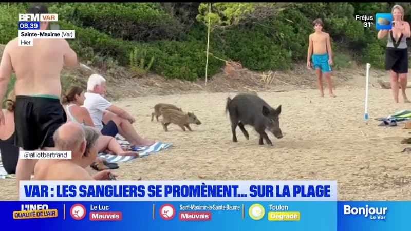 Var : les sangliers s'invitent de plus en plus souvent à la plage