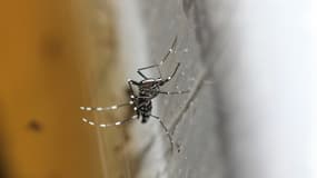 Le moustique tigre, aussi appelé Aedes albopictus, est le seul à transmettre le chikungunya et la dengue.