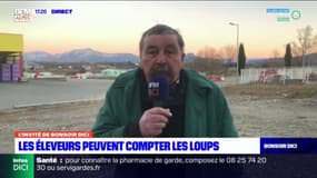 Hautes-Alpes: 118 loups sont autorisés à être prélevés cette année, un chiffre "insuffisant" pour René Laurens