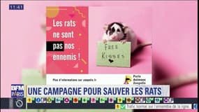 "Les rats ne sont pas nos ennemis": des affiches dans le métro contre l'empoisonnement des rongeurs