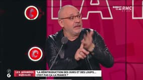 "La réintroduction des ours et des loups… C’est pas ça la France !" - 08/12