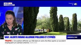 Var: le risque d'allergie est élevé pour les pollens de Cyprès