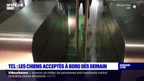 TCL : les chiens acceptés à bord dès demain